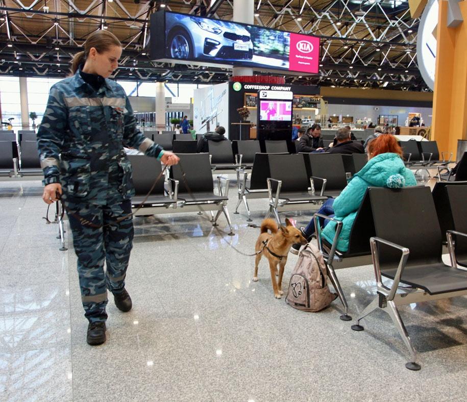 aeroflot cheins bagages