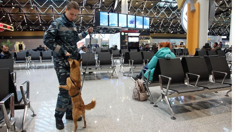aeroflot chien recompense