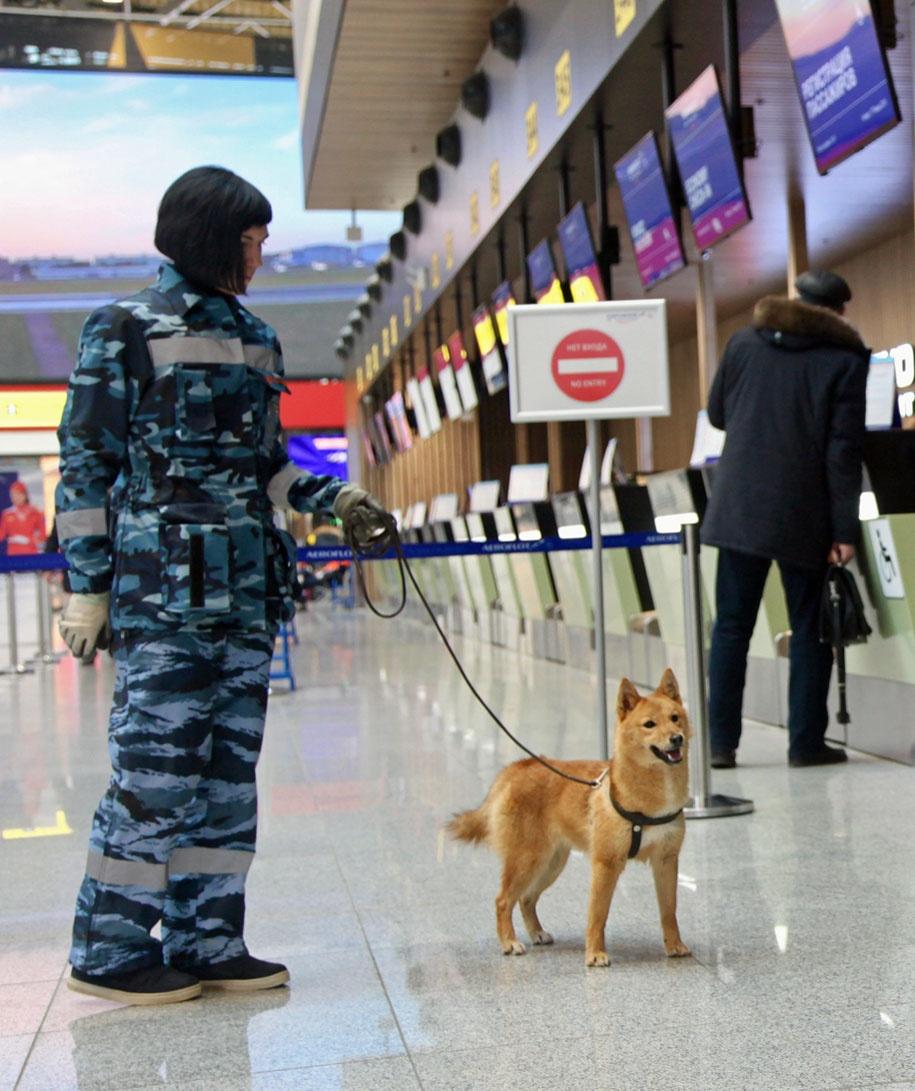 imageaeroflot chiens securite controle
