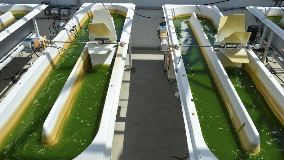 United investit 5 millions $ dans le carburant à base d'algues