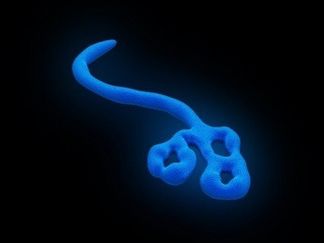 Quid de l’épidémie Ebola au Congo?