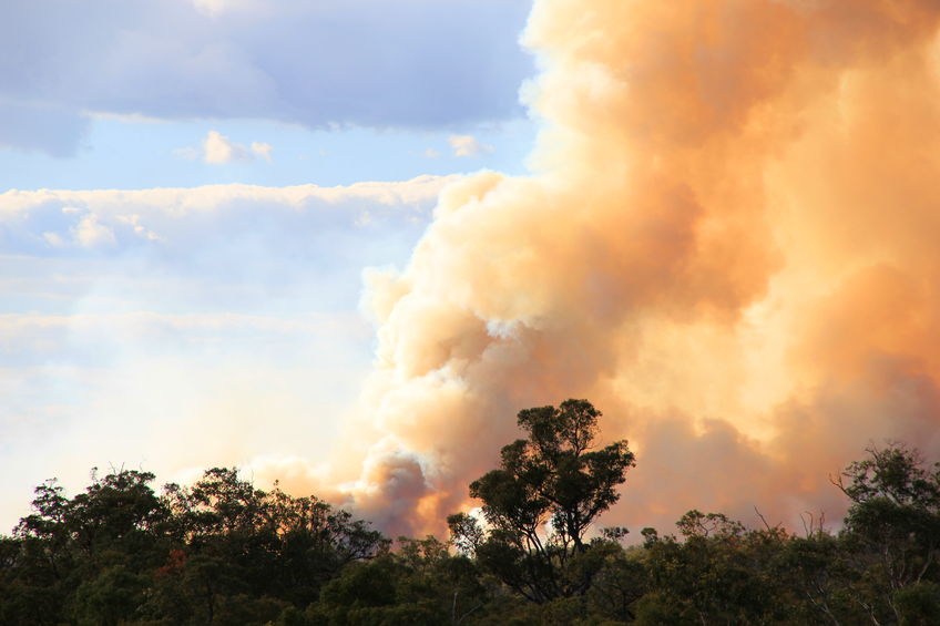 Incendie de brousse en Australie