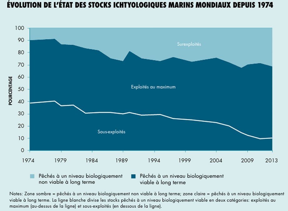 Vers la disparition des poissons dans les océans?