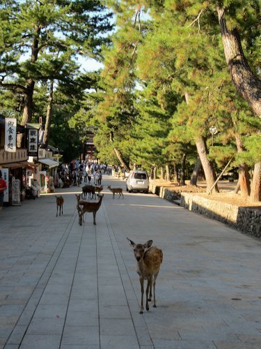 daims-nara