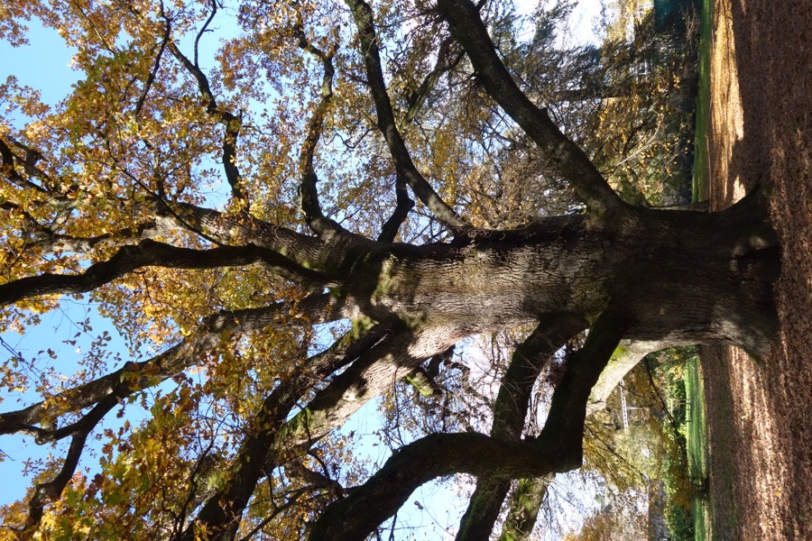 geneve jardin botanique