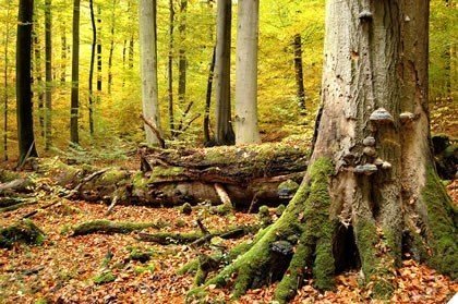 hainich-national-parc-foret-preimaire