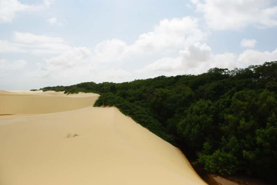 foret amazonie