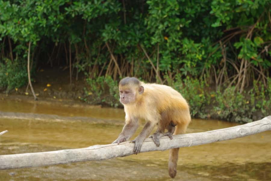 singe amazone