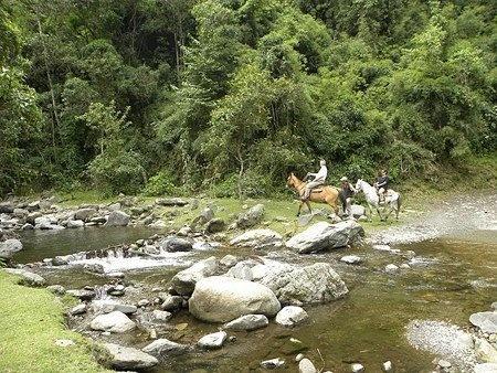 region-cafe-colombie-cheval