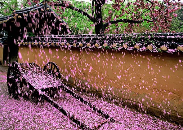 gangwon do fleurs