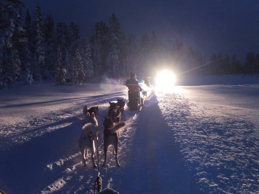 course chiens de traineau