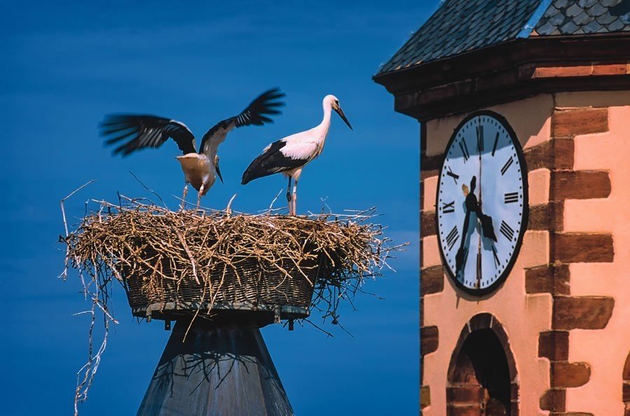 cigognes alsace