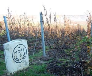 vignoble-moet-et-chandon1