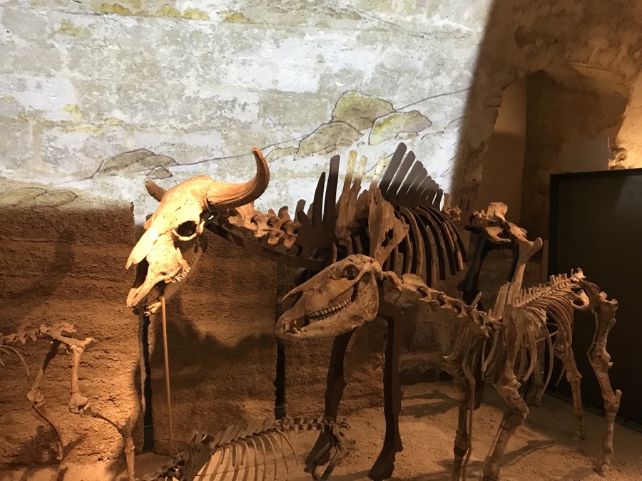 dinosaure angouleme musee