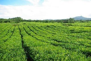 ile-maurice10-the-bois-cheri