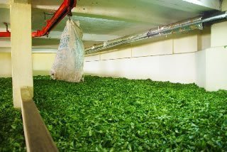 ile-maurice5-usine-bois-cheri