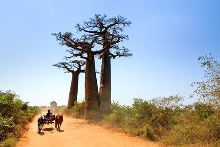madagascar baobab