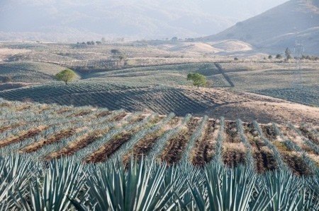 champs-agaves-mexiquetequila