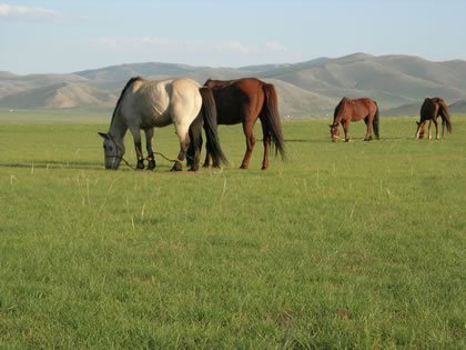 chevaux-steppe-arkhangai