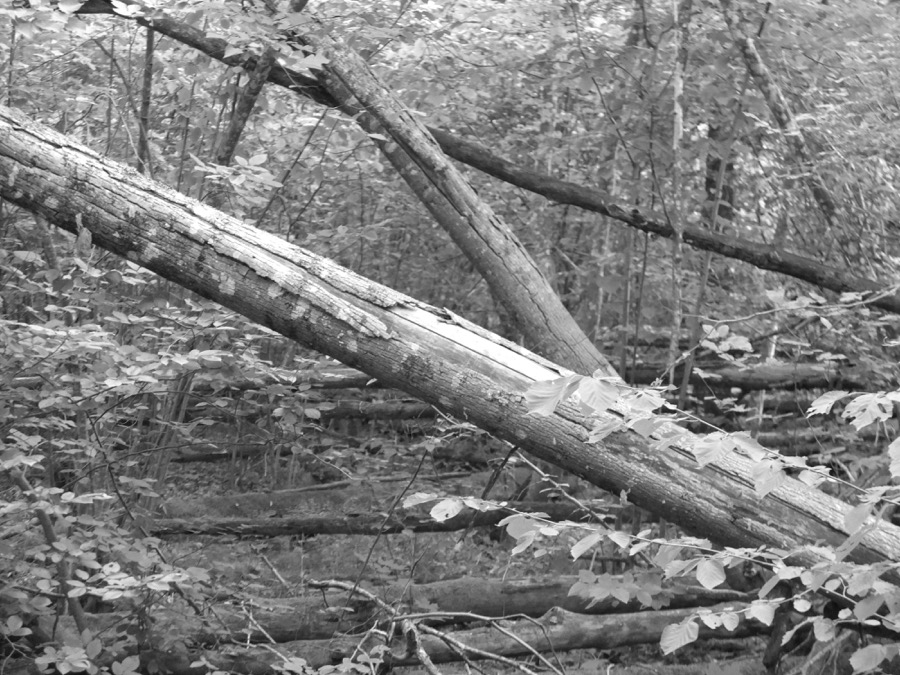 13boismortbialowieza