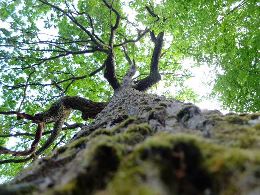 15arbresbialowieza