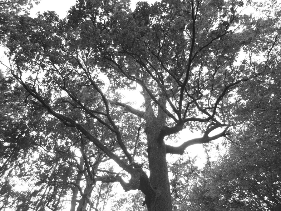 16arbezbialowieza hauteur