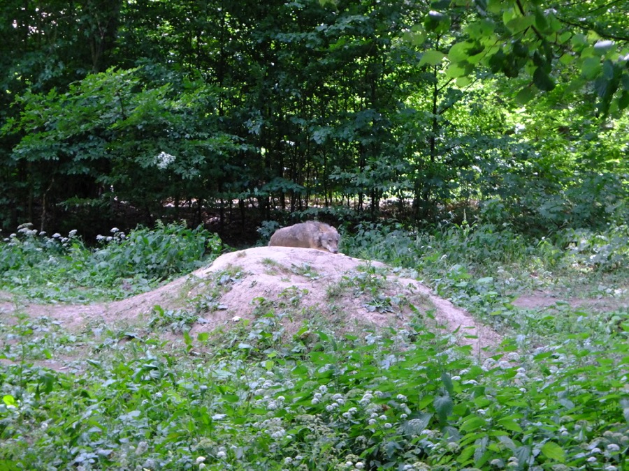 18loupbialowieza