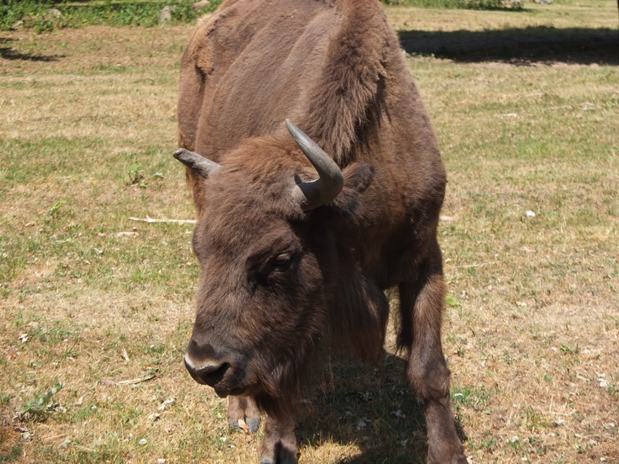 19bisonbialowieza