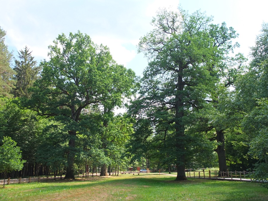 9arbresbialowieza
