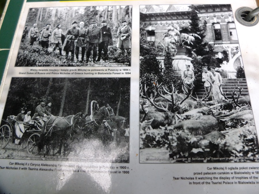 romanov bialowieza