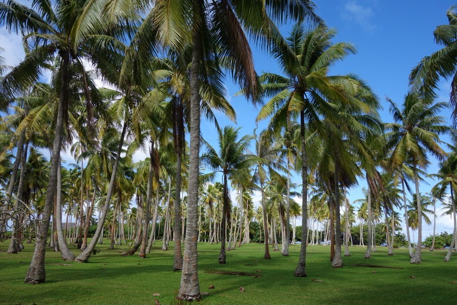 huahine cocoteraie
