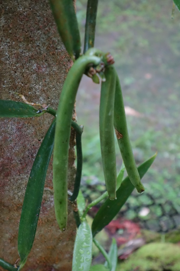 huahine gousse vanille