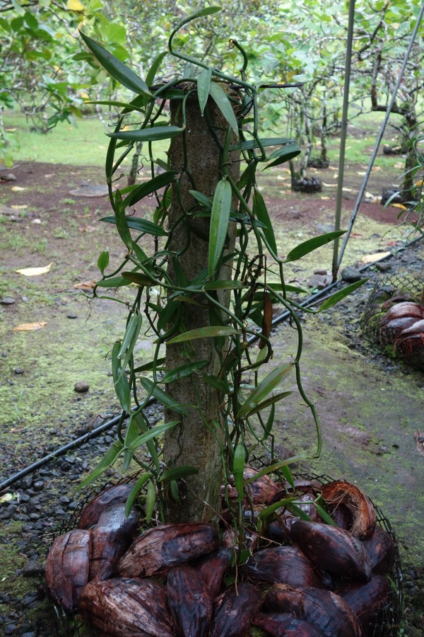 huahine pied vanille vert