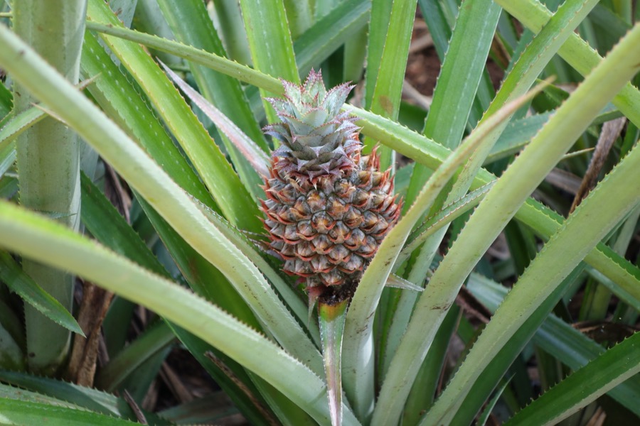 Les saveurs de la Polynésie Française
