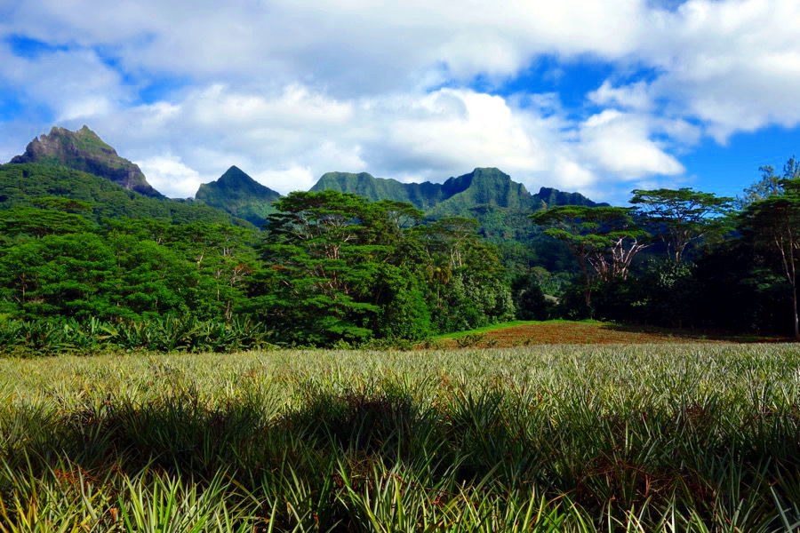 moorea champsananas1