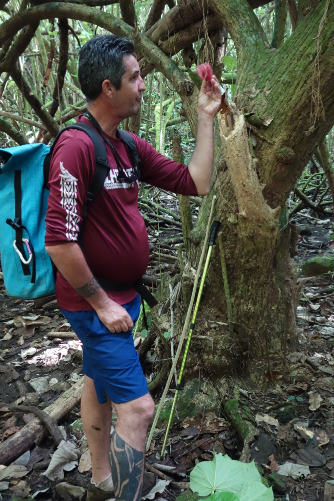 moorea hiro guidevert small