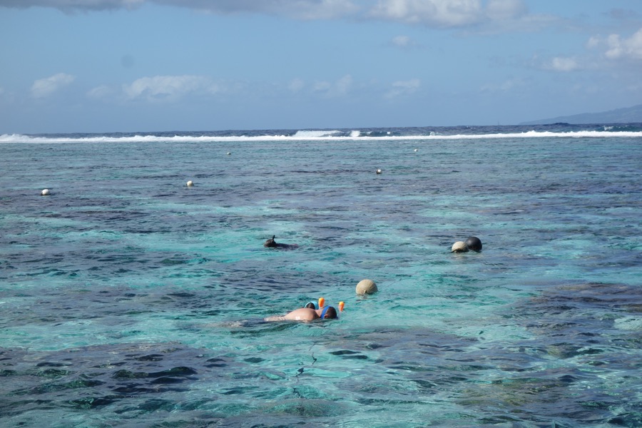 moorea lagonariumplongeurs