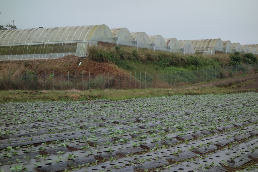 plantationlegumestaravao