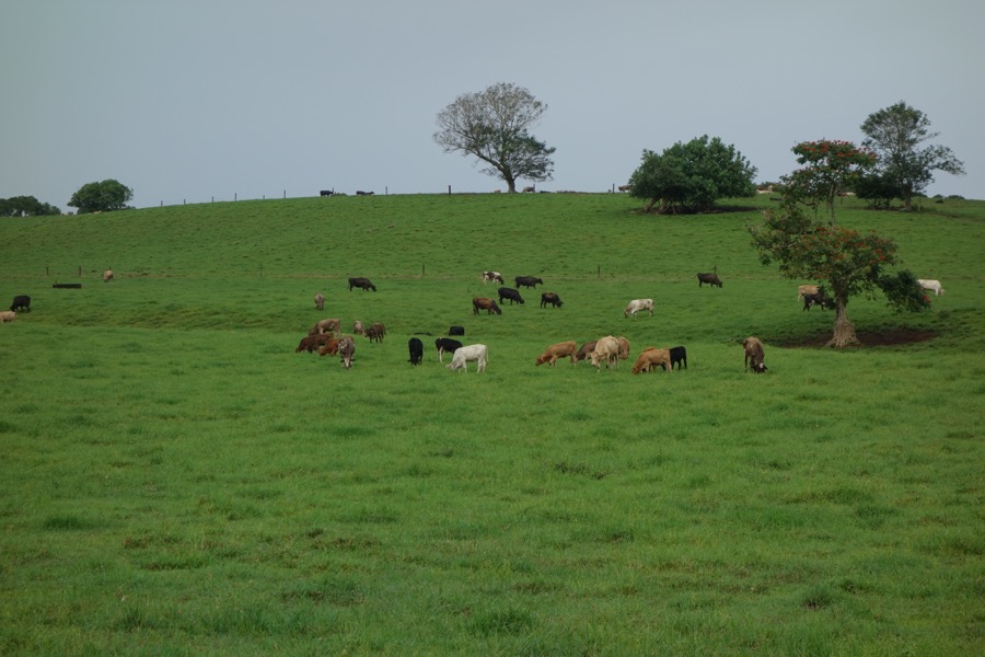 vaches2taravao