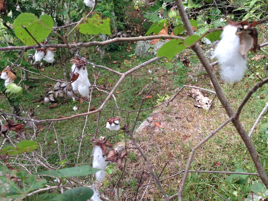 jardinduroi coton
