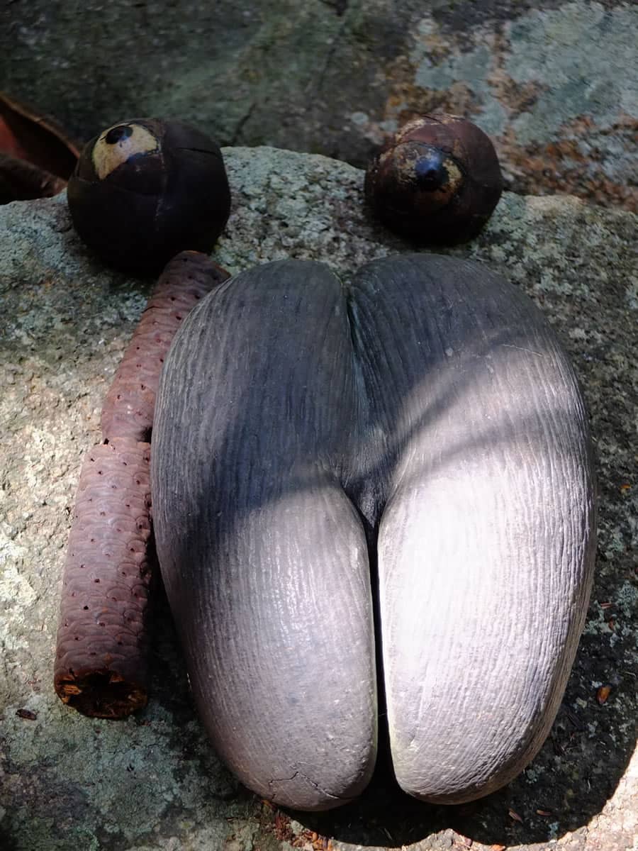 seychelles 0055 cocofesse