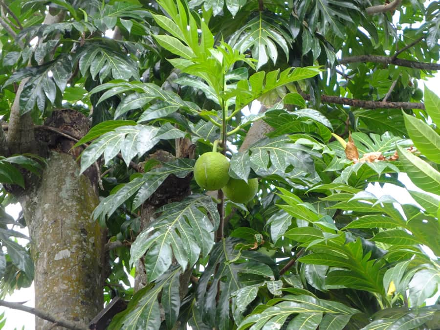 seychelles 0094 arbrepain