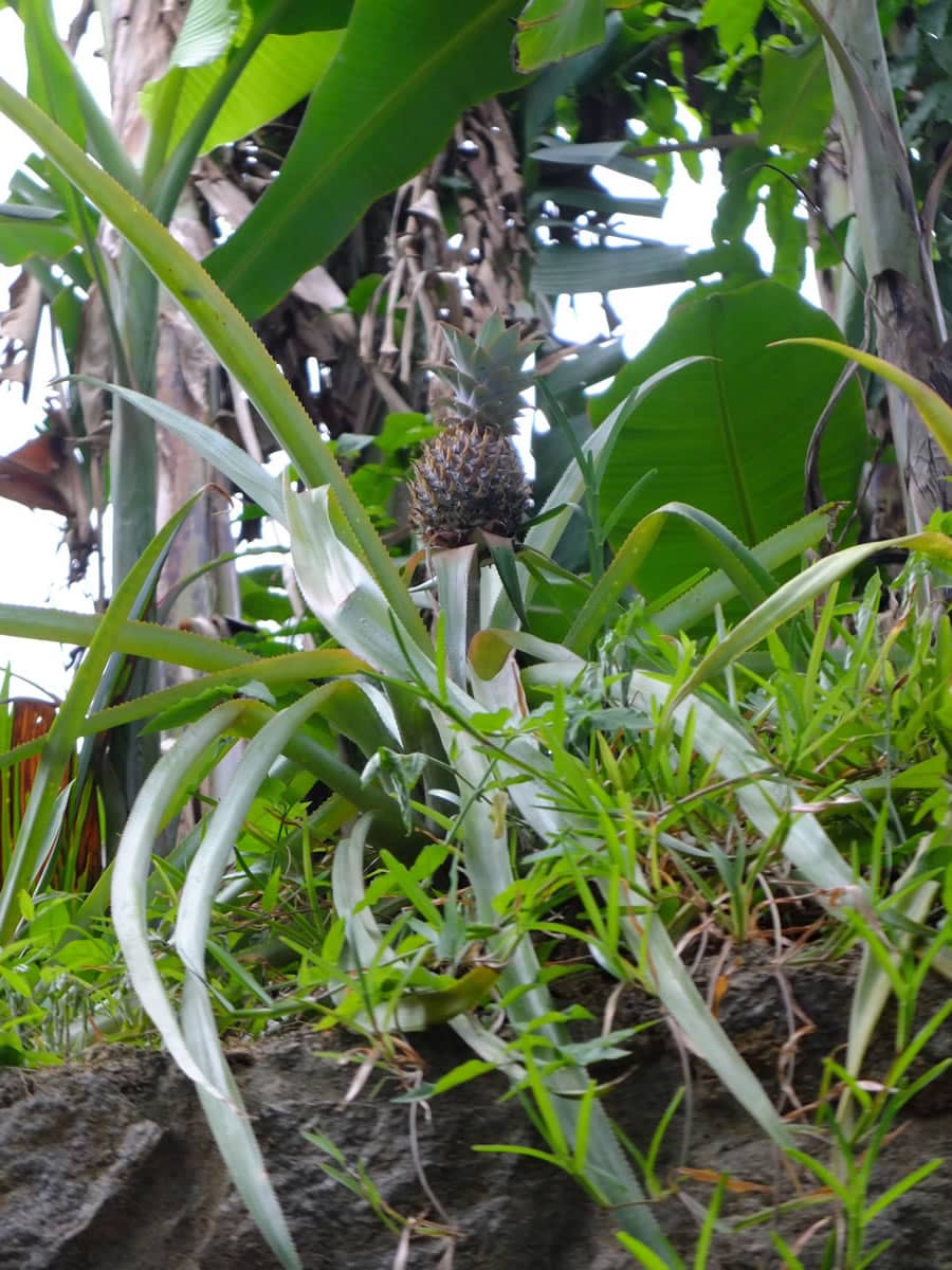 seychelles 0097 ananas