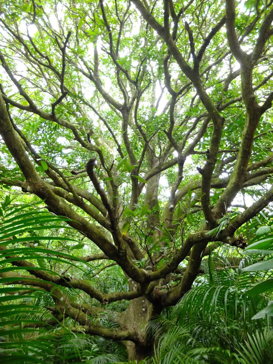 seychelles 0201 albizia