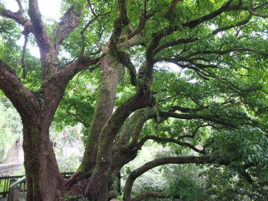 arbresixtymountiantaiwan