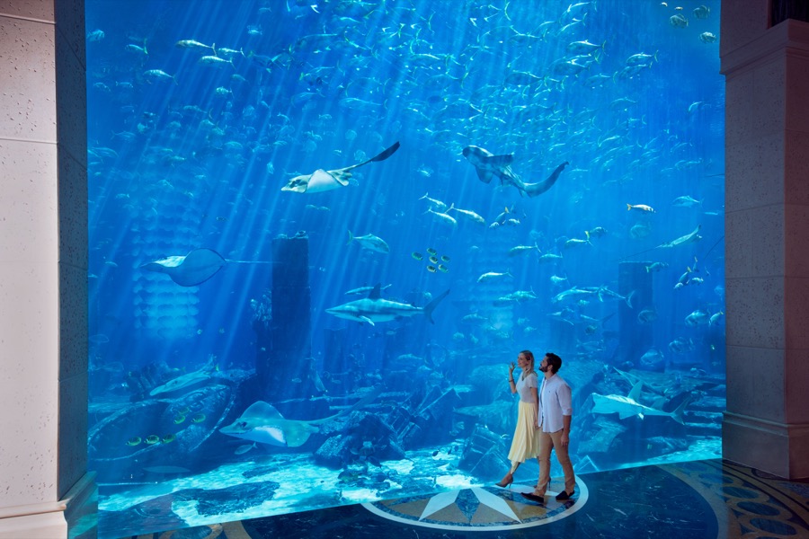aquariumexperiences ambassadorlagoon couplewalking